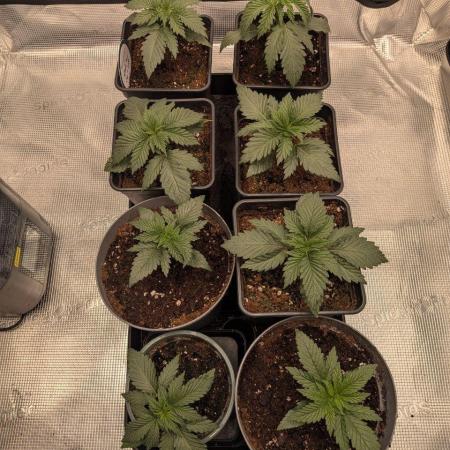 Dibbers Psychoberry Cheese F2 x3