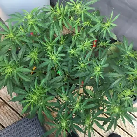 Stunted Gorilla Cookies autoflower
