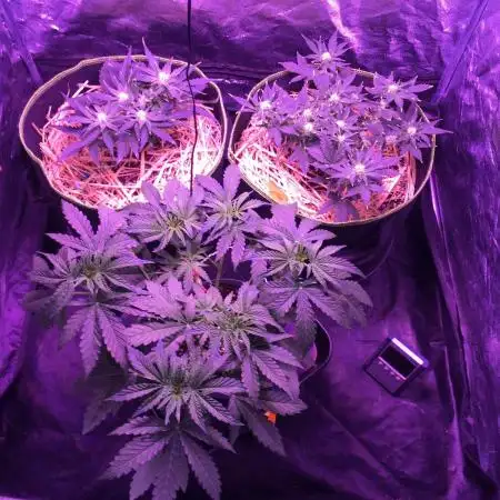 First livingsoil grow &1st in 10yr+