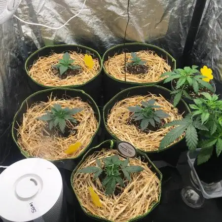 First livingsoil grow &1st in 10yr+