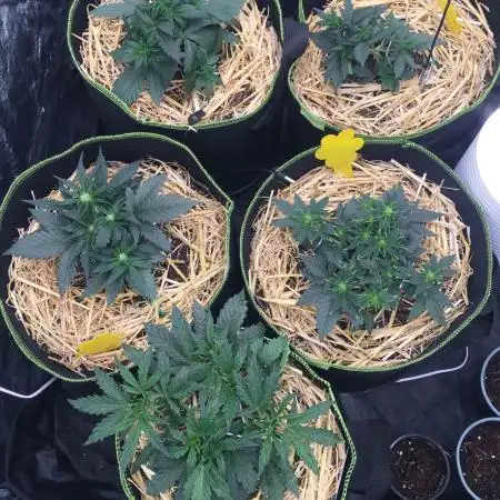First livingsoil grow &1st in 10yr+