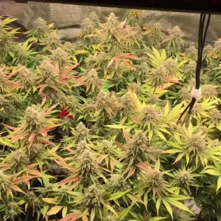 Dibbers 3x Sour Crinkle