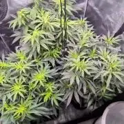 Dibbers Bubba Cheesecake