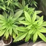 Dr organics Psychoberry Cheese F2