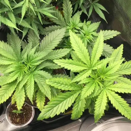 Dr organics Psychoberry Cheese F2