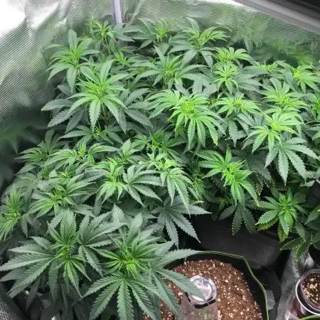 Dr organics Psychoberry Cheese F2
