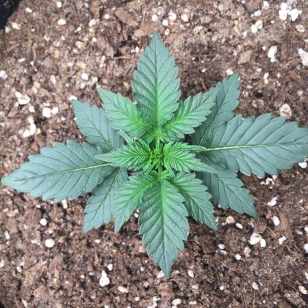 First livingsoil grow &1st in 10yr+