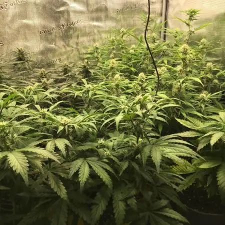 Stunted Gorilla Cookies autoflower