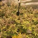 Dr organics Psychoberry Cheese F2