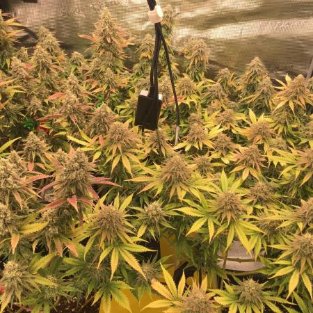 Dr organics Psychoberry Cheese F2