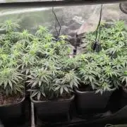 x4 Ethos Rare Capjunkie x Endgame #3