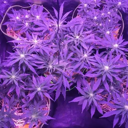 First livingsoil grow &1st in 10yr+