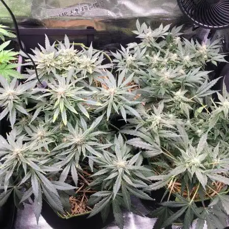 First livingsoil grow &1st in 10yr+