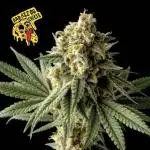 Dibbers 3x Badazz OG Cheese