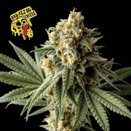 Dibbers 3x Badazz OG Cheese