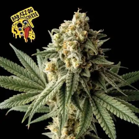 Dibbers 3x Badazz OG Cheese