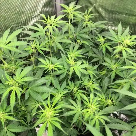 Caramel Autoflower