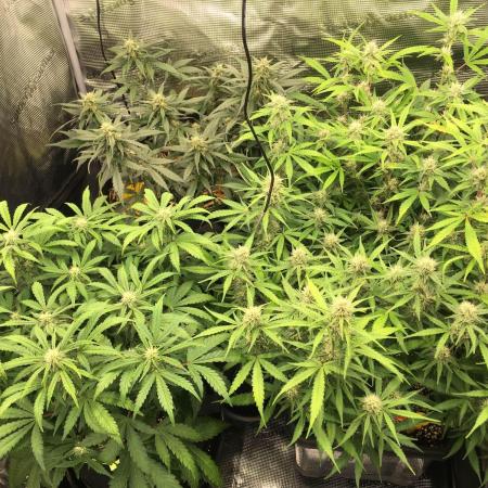 Stunted Gorilla Cookies autoflower