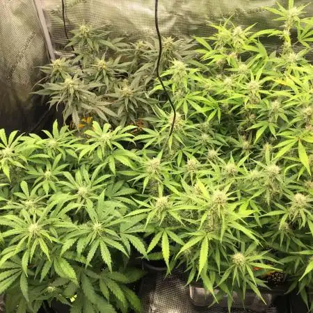 Stunted Gorilla Cookies autoflower