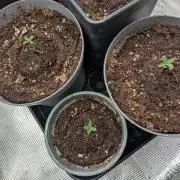 Dibbers Psychoberry Cheese F2 x3