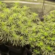 3x Seedsman - Blood Moon Gelato