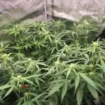 Stunted Gorilla Cookies autoflower