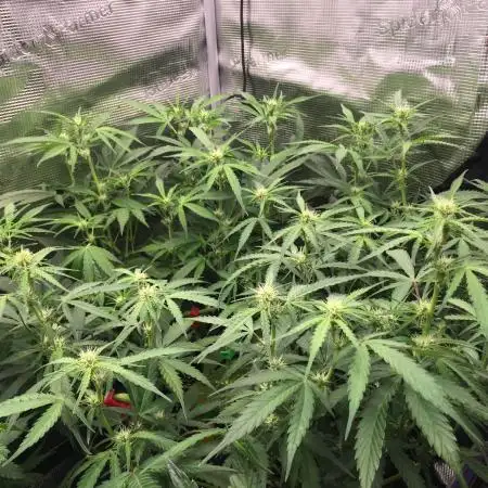 Stunted Gorilla Cookies autoflower