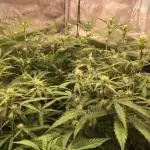 Stunted Gorilla Cookies autoflower