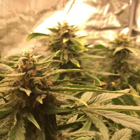 First livingsoil grow &1st in 10yr+
