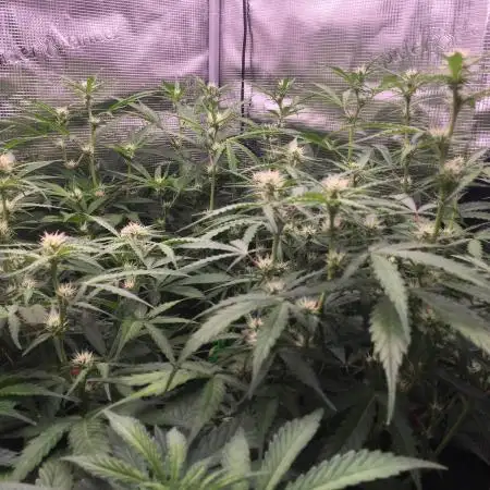 Stunted Gorilla Cookies autoflower