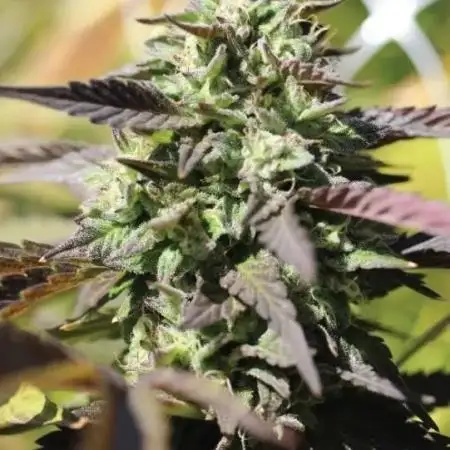 0% sucess Humboldt Chunkadelic Auto x3
