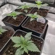 Dibbers 5x Ethos Dip n Stax