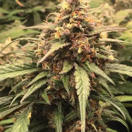 First livingsoil grow &1st in 10yr+