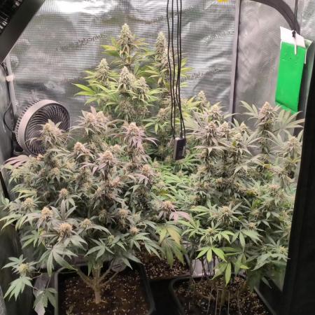 Dibbers Bubba Cheesecake