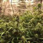 Stunted Gorilla Cookies autoflower