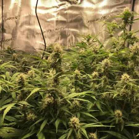 Stunted Gorilla Cookies autoflower