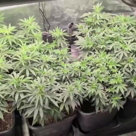 3x Seedsman - Blood Moon Gelato