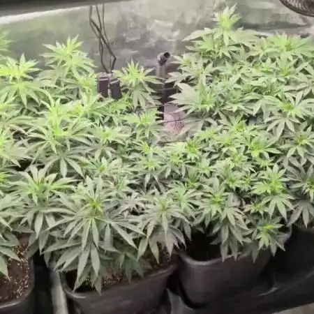 3x Seedsman - Blood Moon Gelato