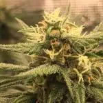 First livingsoil grow &1st in 10yr+