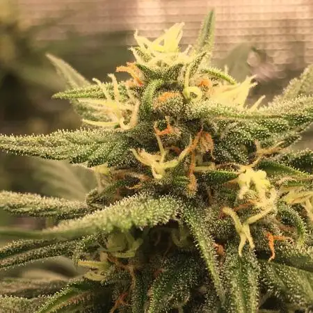 First livingsoil grow &1st in 10yr+