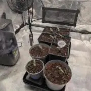 Dibbers Psychoberry Cheese F2 x3