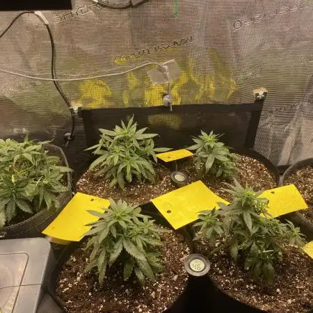 Indoor 120x60