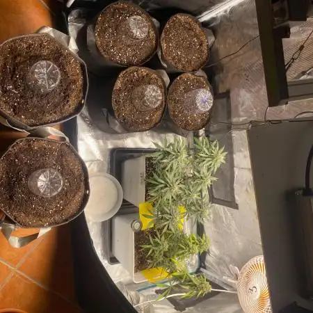 Indoor 120x60