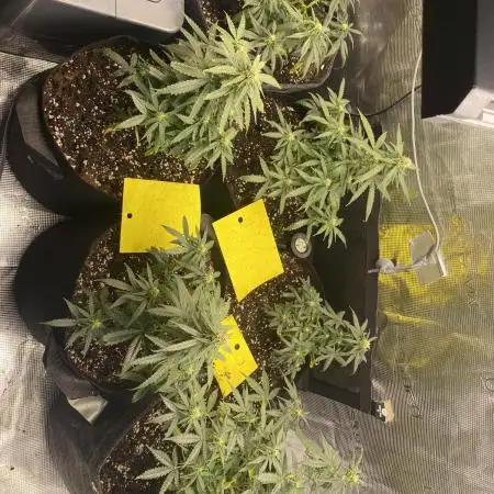 Indoor 120x60