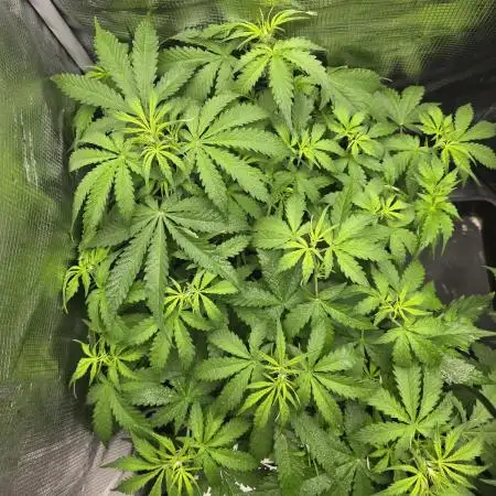 2nd dream! Living soil!