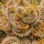 First grow Runtz Muffin BF