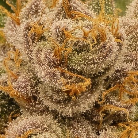 First grow Runtz Muffin BF