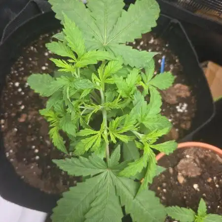 2nd dream! Living soil!