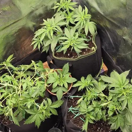 2nd dream! Living soil!