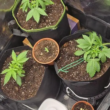 2nd dream! Living soil!
